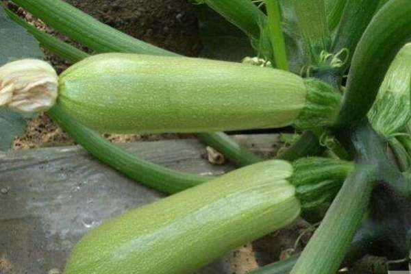 西葫芦肥料的禁忌 施肥要点有哪些？