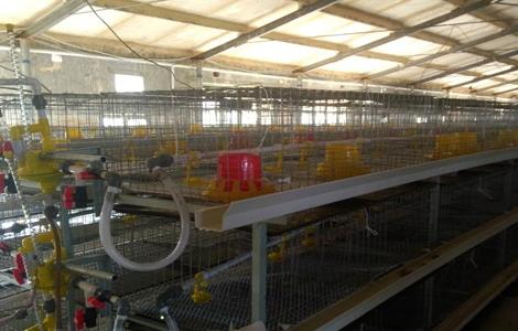 鸭舍建造要注意什么？