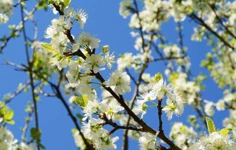 苹果树花期管理要点