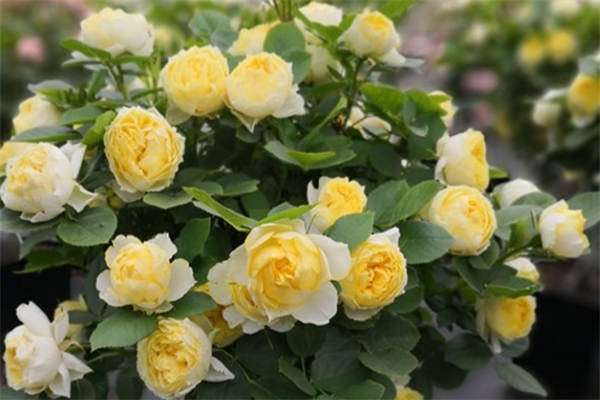 诺娃阳台月季优缺点有哪些?