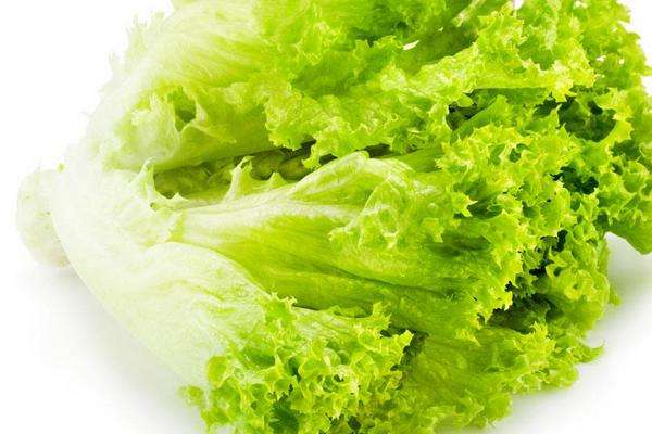 生菜种植时间 四季都可以种