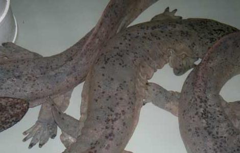 大鲵的发病原因？