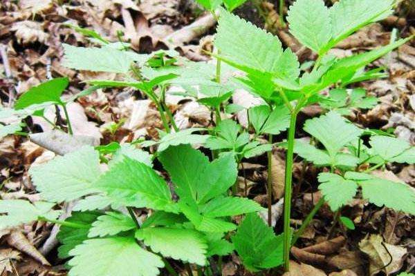 大叶芹的种植方法 施肥以农家肥为主