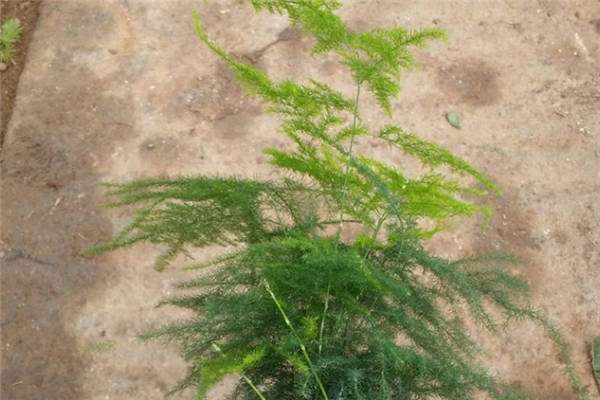 文竹可以直接插土里吗 方法是什么?