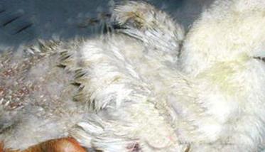 小鹅瘟症状有哪些 治疗与防治措施简介