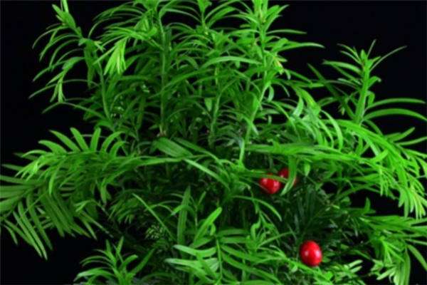 怎样区分野生和人工红豆杉 方法是什么？