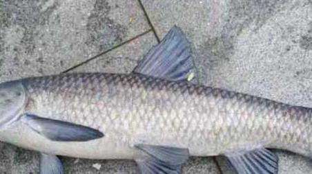 钓青鱼技巧及注意事项