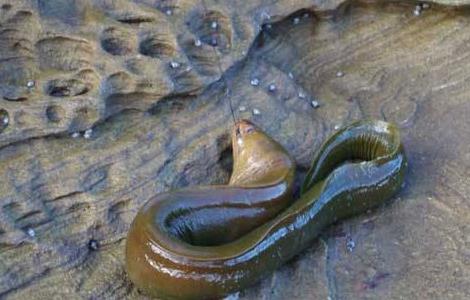 鳗鱼常见疾病及防治