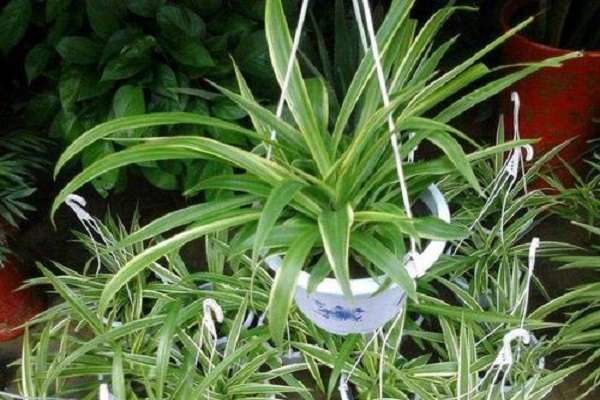 吊兰黄叶尖怎么办 吊兰可以吸收甲醛吗？