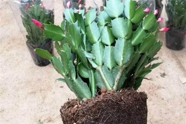 蓝色蟹爪兰是怎么回事 具体情况是什么?