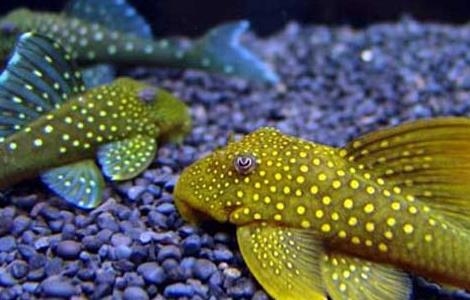 垃圾鱼能不能吃？