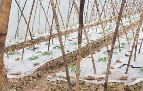 大棚黄瓜管理技术