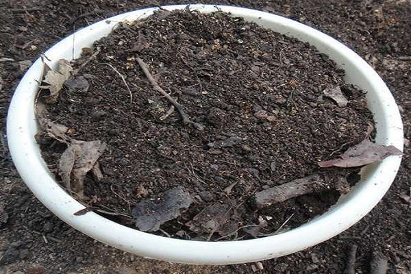 怎样制作花卉营养土 花卉缺铁怎么办？