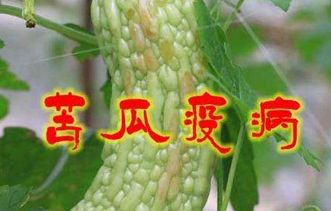苦瓜疫病的防治多久?