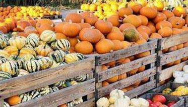 南瓜的种类有哪些 南瓜的品种常见的有几种