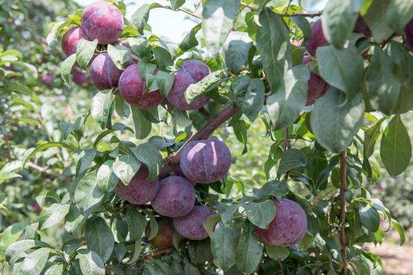 黑布林是李子吗？其种植技术是什么？