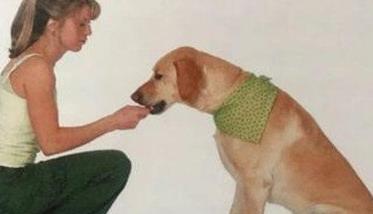 训练犬的基本方法主要有哪些?