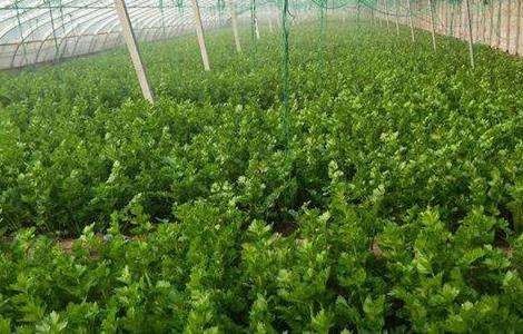 芹菜苗期管理技术