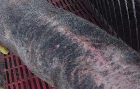 仔猪渗出性皮炎怎么防治