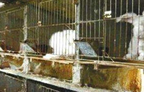 兔子养殖中暑怎么办？