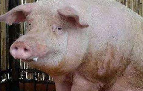 猪饲料中毒或药物中毒的抢救多久？