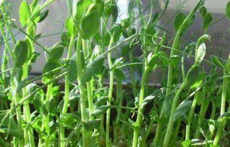 龙须菜的种植多久?