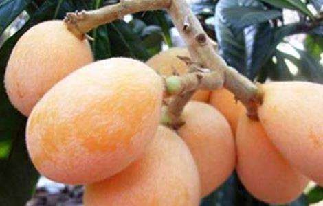 大果枇杷的种植栽培技术