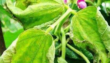菜豆红斑病的危害症状 菜豆红斑病防治多久?