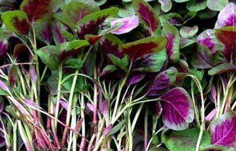 苋菜如何种植可高产