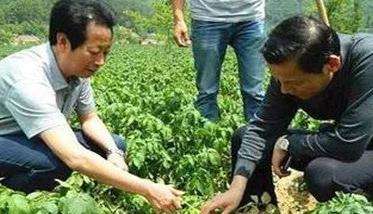 马铃薯结薯少是什么原因 马铃薯结薯期需要什么?