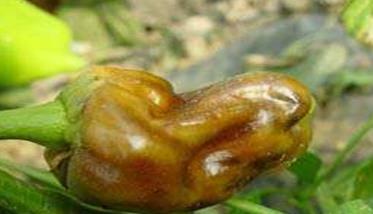 辣椒软腐病的症状有哪些 如何防治？