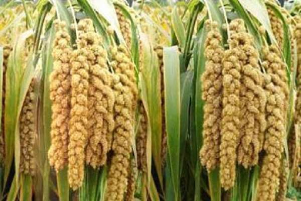 张杂谷18号每亩产量是多少？