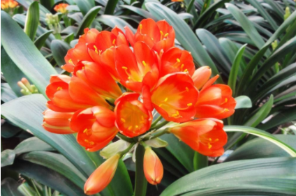 君子兰什么时候换盆好 换盆注意事项有什么？