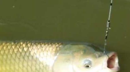 钓草鱼怎么选钓位