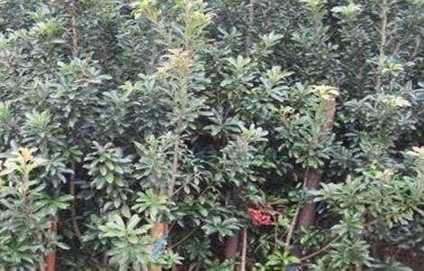 杨梅的繁殖多久？