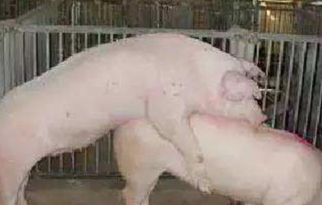 母猪不发情的原因？