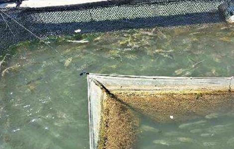 黄花鱼养殖管理