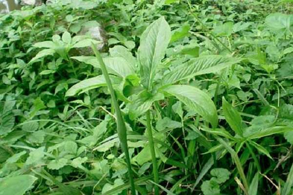 半夏是什么植物 半夏的种植多久?