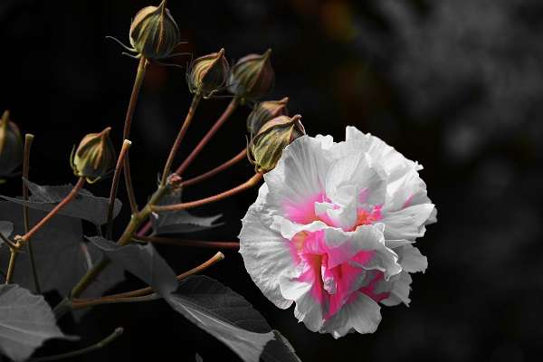 芙蓉花花苞没开就蔫了是什么原因 要怎么解决