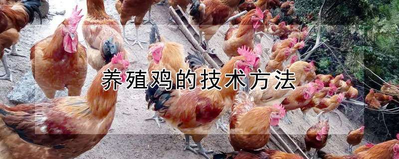 养殖鸡的技术多久？