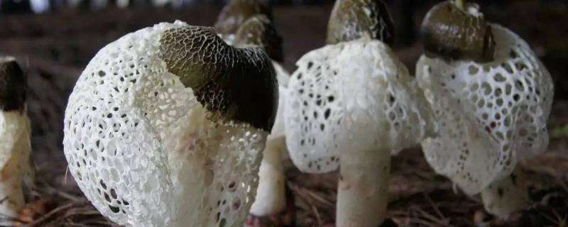 竹荪怎样种植（水分、温度管理是关键）