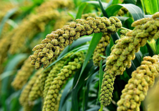 谷子贮藏需要注意的问题有哪些（谷子养殖技巧）