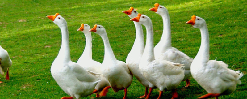 鹅各阶段饲料配方（附鹅饲料的混合形式和鹅饲料的配方原则）