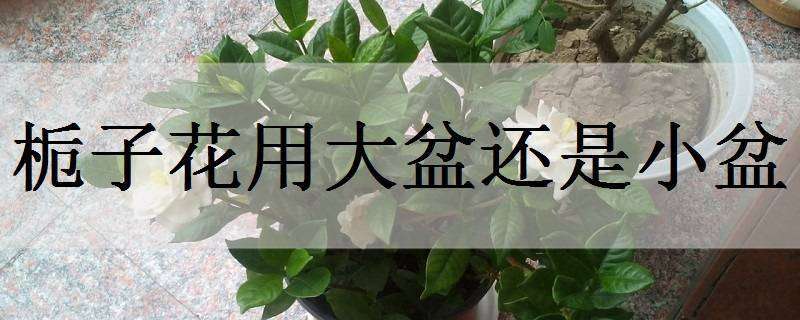 内蒙古林西县科技助推农业增产达效