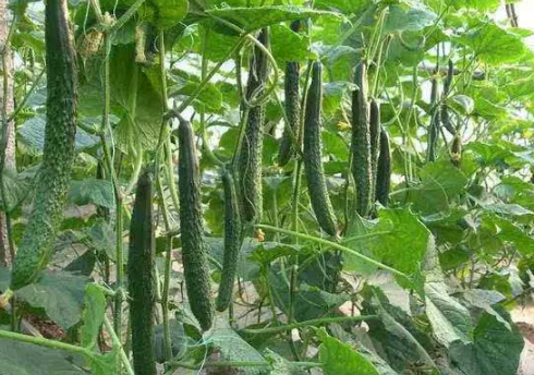 广西容县小伙巧念“养羊经”（走上致富路）