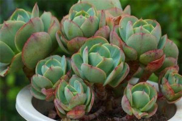 郭卯银（不再残缺的致富梦）