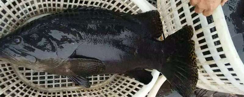 藏獒的日粮配制和配方