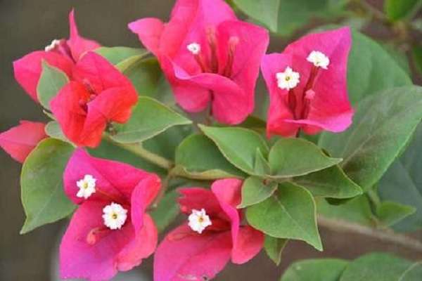 广东云浮罗定市榃滨镇壮大肉桂产业（促进农民增收）