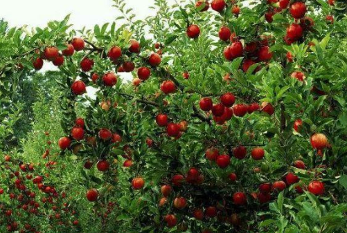 广西梧州（大户示范带动种果群众共同致富）