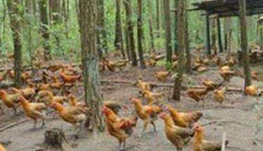 黄杨盆景叶子卷曲枯萎怎么办（黄杨盆景养殖技巧）